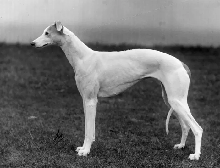 Framed Print : FALL / GREYHOUND / 1935 Framed Print : FALL / GREYHOUND / 1935