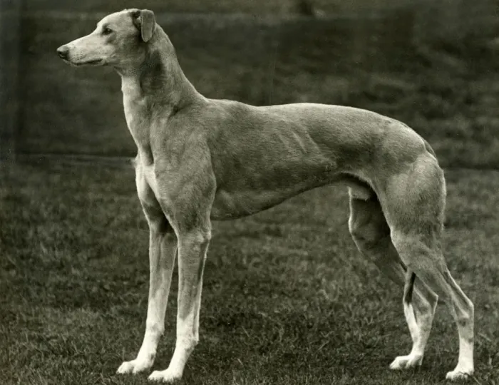 Framed Print : FALL / GREYHOUND / 1939 Framed Print : FALL / GREYHOUND / 1939