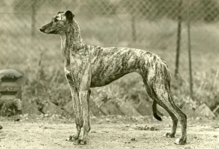 Framed Print : FALL / GREYHOUND / 1947 Framed Print : FALL / GREYHOUND / 1947