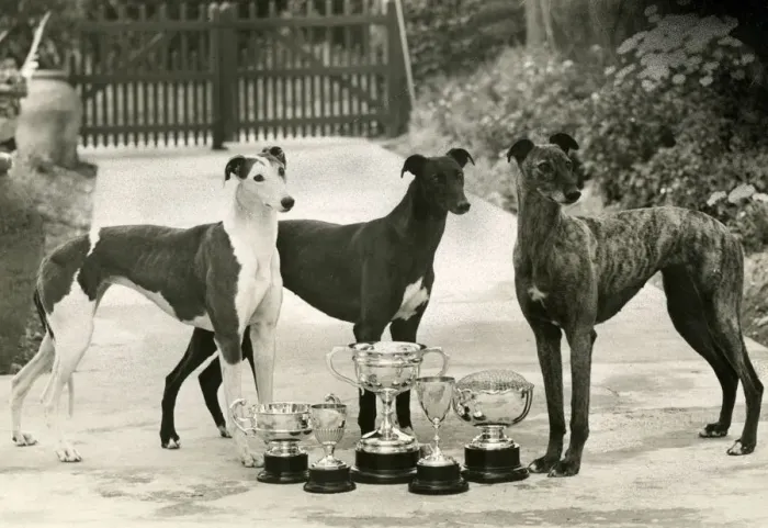 Framed Print : FALL  /  GREYHOUND  /  1948