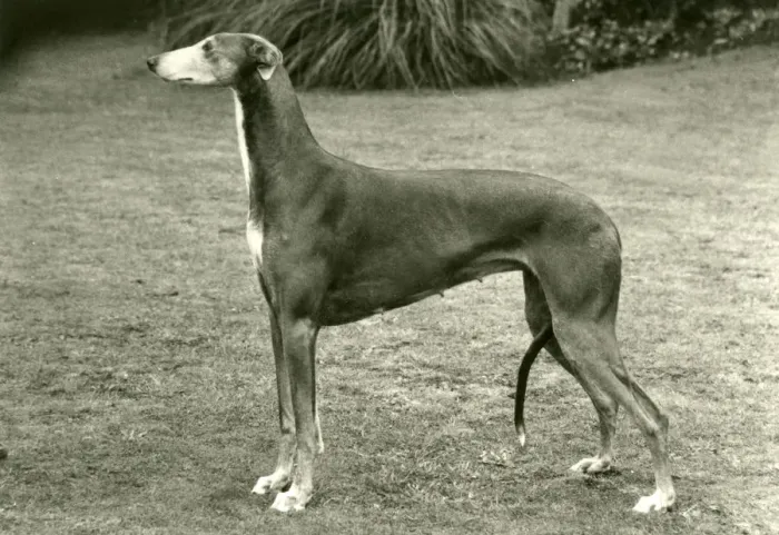 Framed Print : FALL / GREYHOUND / 1977 Framed Print : FALL / GREYHOUND / 1977