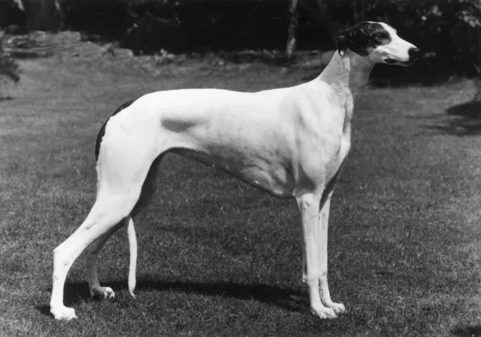 Framed Print : FALL / GREYHOUND / 1980 Framed Print : FALL / GREYHOUND / 1980
