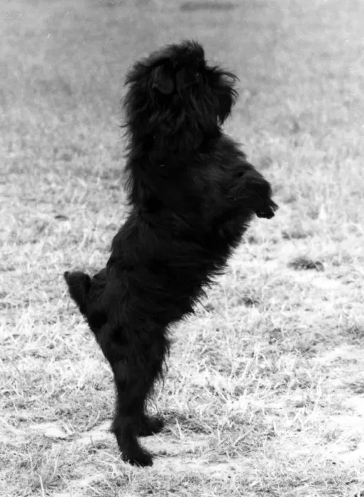 Framed Print : FALL / GRIFFON / HIND LEGS Framed Print : FALL / GRIFFON / HIND LEGS