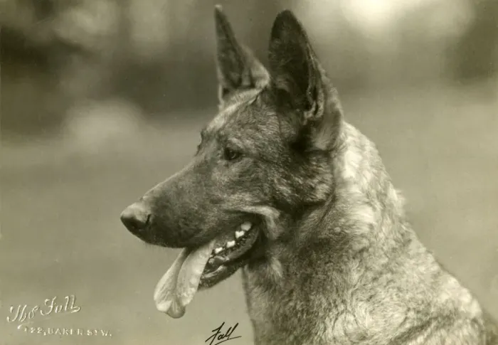 Framed Print : FALL / GSD / 1927 Framed Print : FALL / GSD / 1927