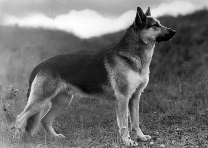 Framed Print : FALL / GSD / 1948 Framed Print : FALL / GSD / 1948