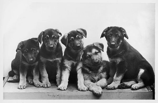 FALL  /  GSD  /  1956  /  PUPPIES
