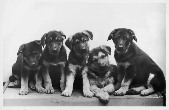 Framed Print : FALL / GSD / 1956 / PUPPIES Framed Print : FALL / GSD / 1956 / PUPPIES