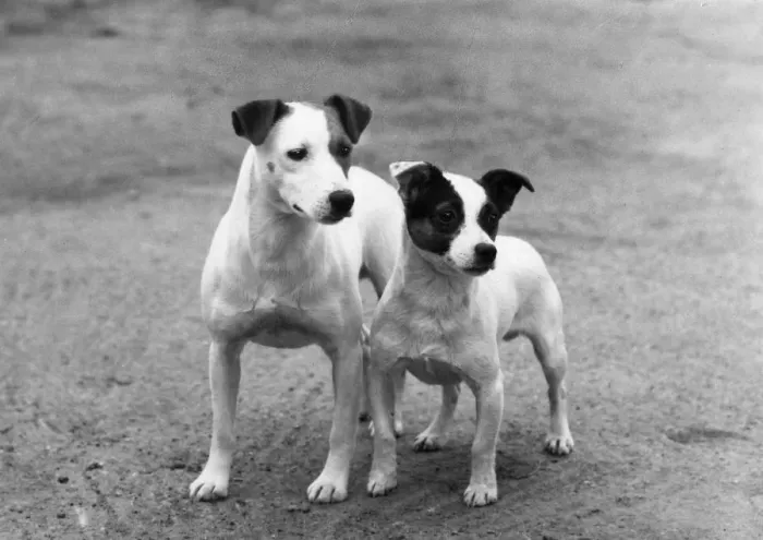 Framed Print : FALL / HUNT TERRIER / 1962 Framed Print : FALL / HUNT TERRIER / 1962