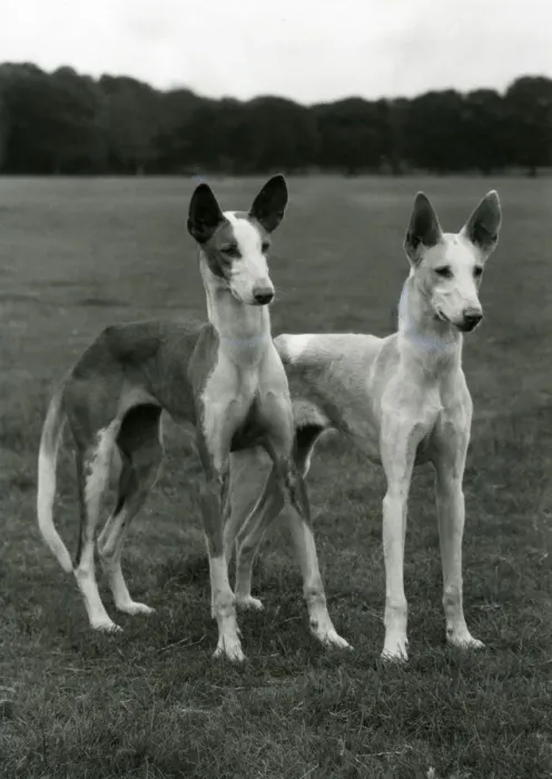 Framed Print : FALL / IBIZAN HOUNDS / 1974 Framed Print : FALL / IBIZAN HOUNDS / 1974
