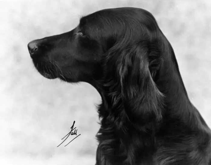 Framed Print : FALL / IRISH SETTER / 1931 Framed Print : FALL / IRISH SETTER / 1931