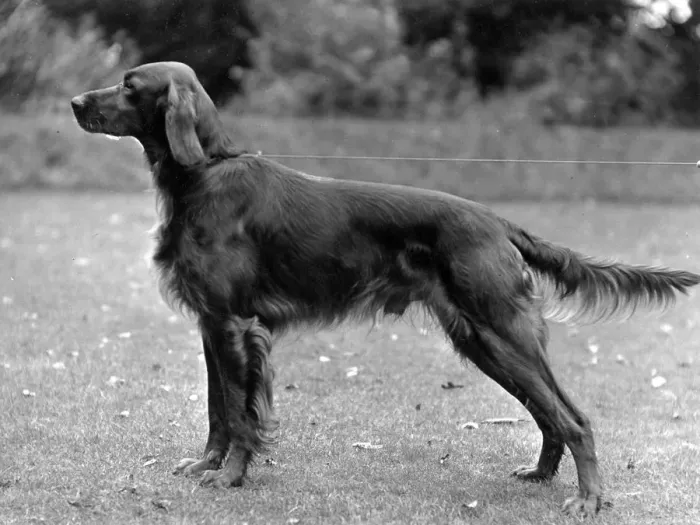 Framed Print : FALL / IRISH SETTER / 1936 Framed Print : FALL / IRISH SETTER / 1936