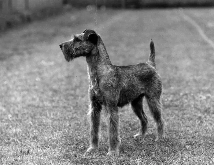 Framed Print : FALL / IRISH TERRIER / 1938 Framed Print : FALL / IRISH TERRIER / 1938