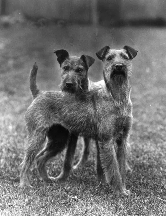 Framed Print : FALL / IRISH TERRIER / 1938 Framed Print : FALL / IRISH TERRIER / 1938