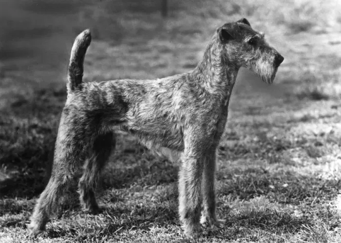 Framed Print : FALL / IRISH TERRIER / 1960 Framed Print : FALL / IRISH TERRIER / 1960