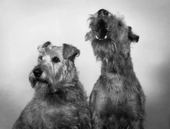 Framed Print : FALL  /  IRISH TERRIER  /  1963