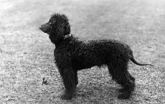 Framed Print : FALL  /  IRISH WATER SPANIEL