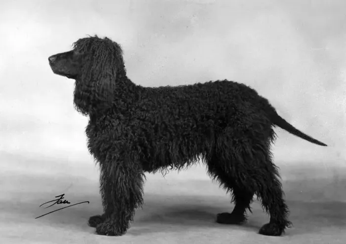 Framed Print : FALL / IRISH WATER SPANIEL Framed Print : FALL / IRISH WATER SPANIEL