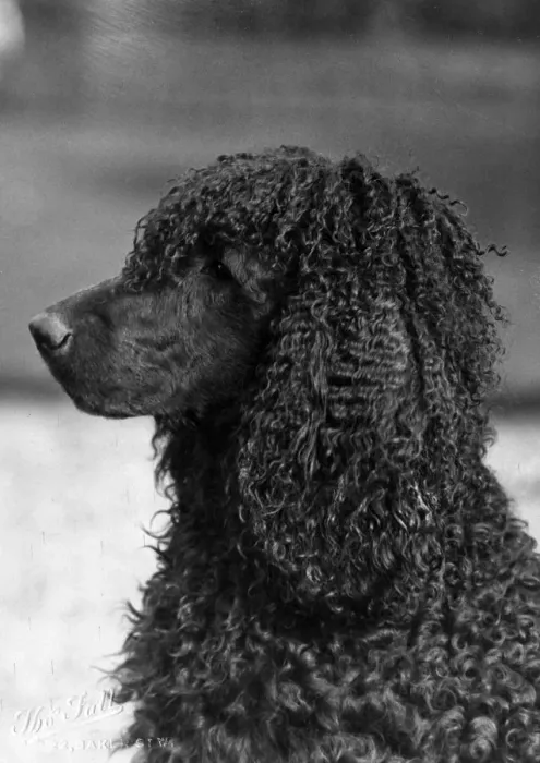 Framed Print : FALL / IRISH WATER SPANIEL Framed Print : FALL / IRISH WATER SPANIEL