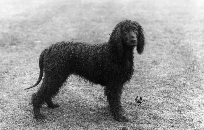 Framed Print : FALL / IRISH WATER SPANIEL Framed Print : FALL / IRISH WATER SPANIEL