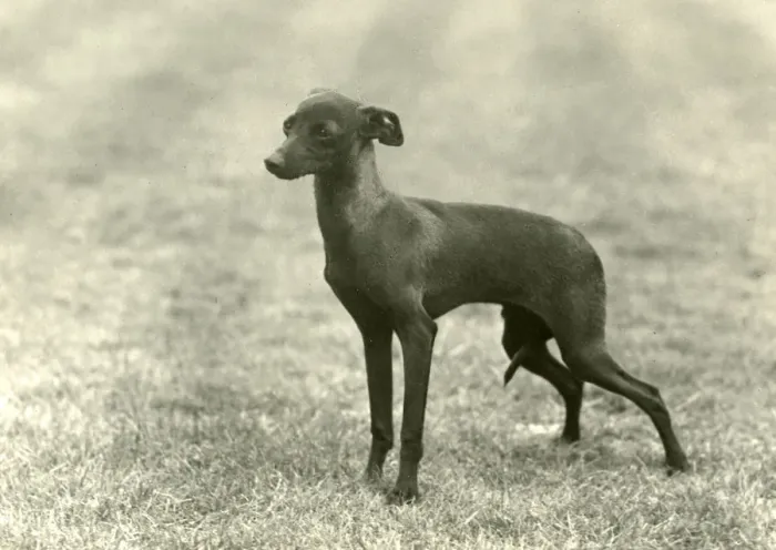 Framed Print : FALL / ITALIAN GREYHOUND Framed Print : FALL / ITALIAN GREYHOUND