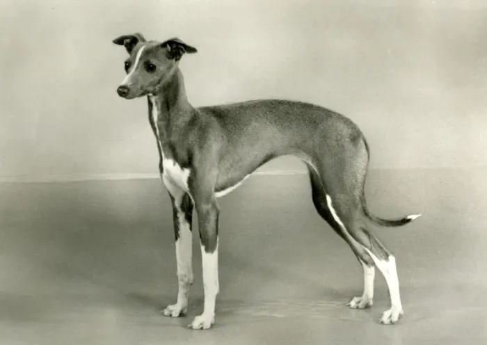 Framed Print : FALL / ITALIAN GREYHOUND Framed Print : FALL / ITALIAN GREYHOUND