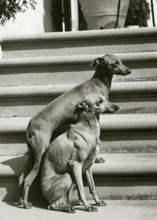 Framed Print : FALL / ITALIAN GREYHOUND Framed Print : FALL / ITALIAN GREYHOUND