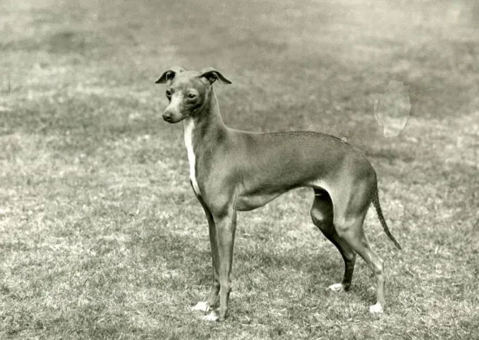 Framed Print : FALL / ITALIAN GREYHOUND Framed Print : FALL / ITALIAN GREYHOUND