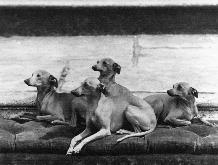 Framed Print : FALL / ITALIAN GREYHOUNDS Framed Print : FALL / ITALIAN GREYHOUNDS