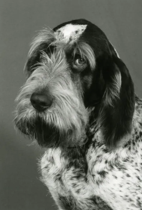 Framed Print : FALL / ITALIAN SPINONE / 85 Framed Print : FALL / ITALIAN SPINONE / 85