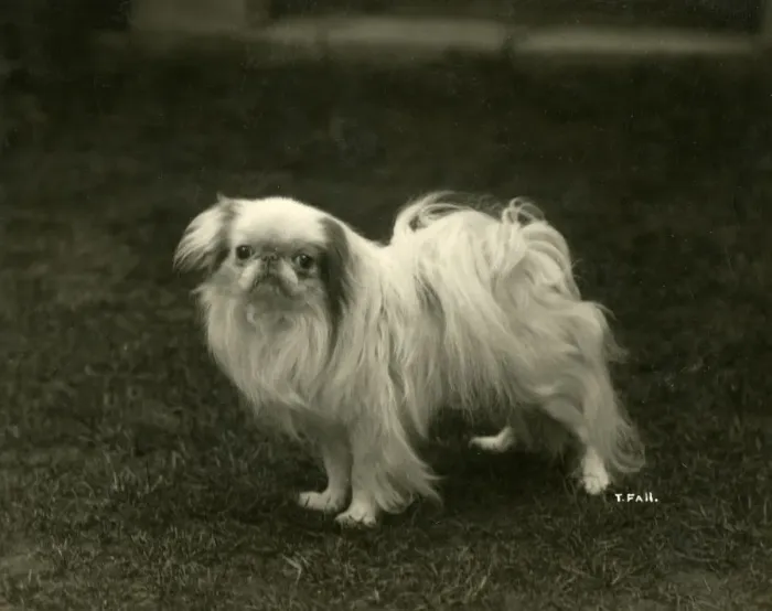 Framed Print : FALL / JAPANESE CHIN / 1922 Framed Print : FALL / JAPANESE CHIN / 1922