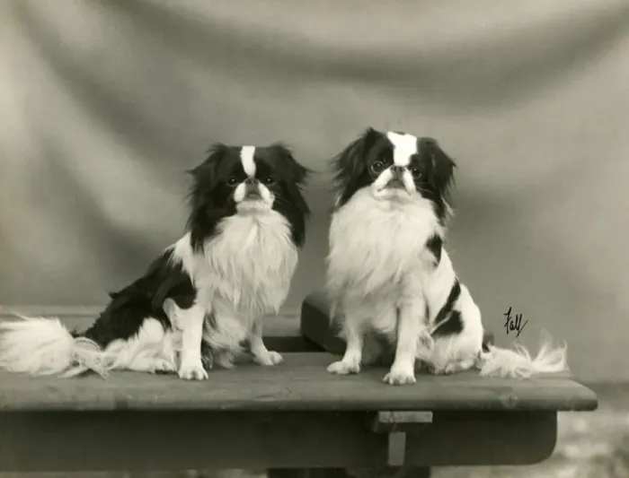 Framed Print : FALL / JAPANESE CHIN / 1933 Framed Print : FALL / JAPANESE CHIN / 1933