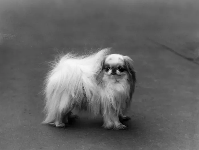 Framed Print : FALL / JAPANESE CHIN / 1936 Framed Print : FALL / JAPANESE CHIN / 1936