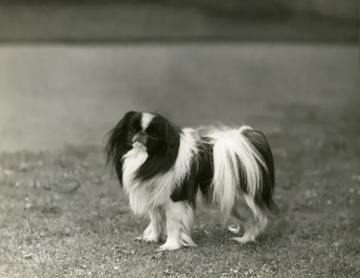 Framed Print : FALL / JAPANESE CHIN / 1939 Framed Print : FALL / JAPANESE CHIN / 1939