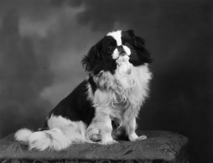 Framed Print : FALL / JAPANESE CHIN / 1941 Framed Print : FALL / JAPANESE CHIN / 1941