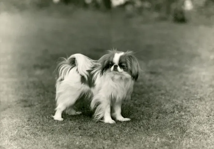 Framed Print : FALL / JAPANESE CHIN / 1948 Framed Print : FALL / JAPANESE CHIN / 1948