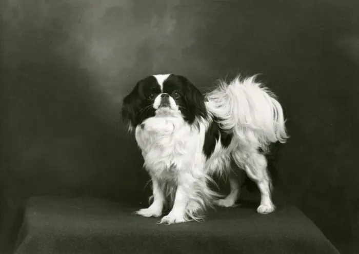 Framed Print : FALL / JAPANESE CHIN / 1953 Framed Print : FALL / JAPANESE CHIN / 1953