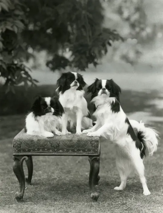 Framed Print : FALL / JAPANESE CHIN / 1958 Framed Print : FALL / JAPANESE CHIN / 1958