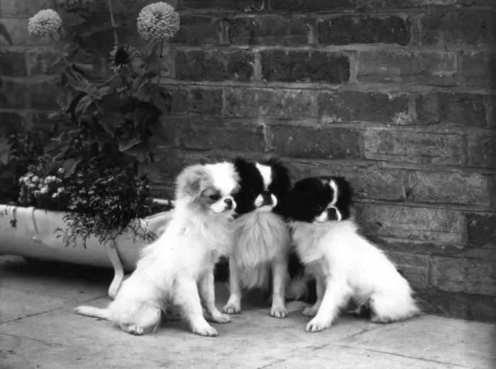 Framed Print : FALL / JAPANESE CHIN / 1959 Framed Print : FALL / JAPANESE CHIN / 1959