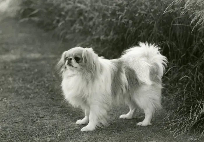 Framed Print : FALL / JAPANESE CHIN / 1960 Framed Print : FALL / JAPANESE CHIN / 1960
