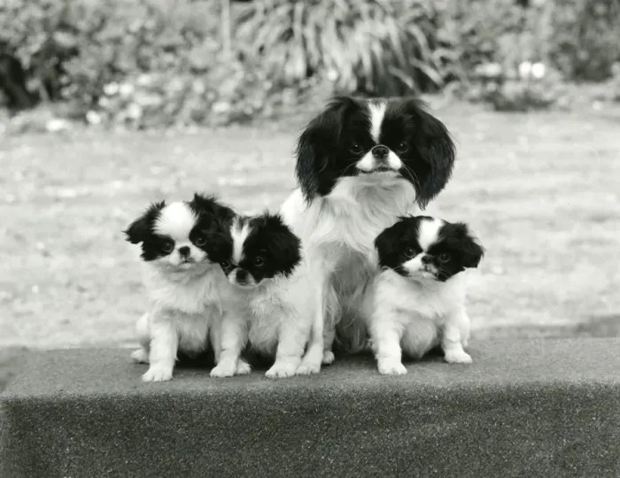 Framed Print : FALL / JAPANESE CHIN / 1971 Framed Print : FALL / JAPANESE CHIN / 1971