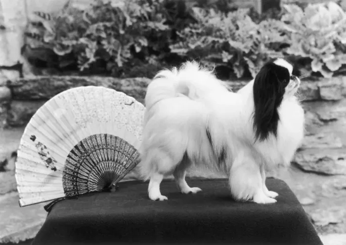 Framed Print : FALL / JAPANESE CHIN / 1974 Framed Print : FALL / JAPANESE CHIN / 1974
