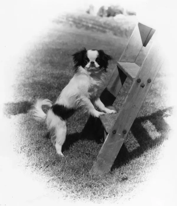 Framed Print : FALL / JAPANESE CHIN / 1974 Framed Print : FALL / JAPANESE CHIN / 1974