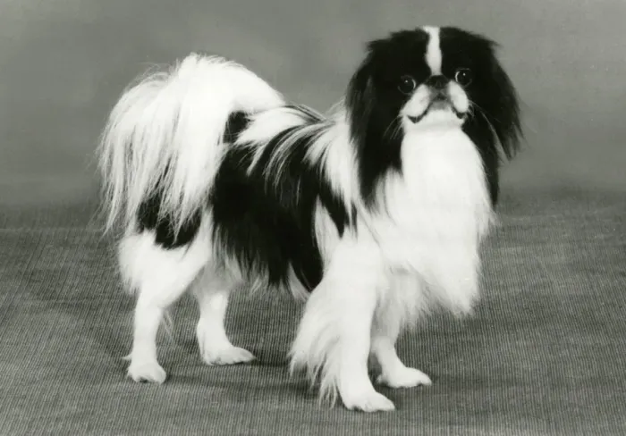 Framed Print : FALL / JAPANESE CHIN / 1986 Framed Print : FALL / JAPANESE CHIN / 1986