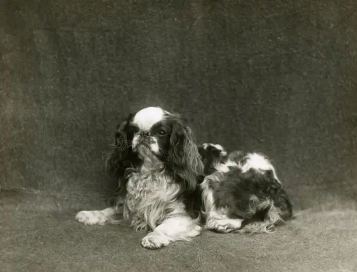 Framed Print : FALL / K. C. SPANIEL / 1912 Framed Print : FALL / K. C. SPANIEL / 1912