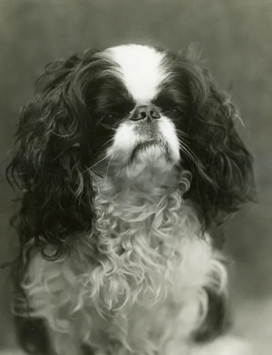 Framed Print : FALL / K. C. SPANIEL / 1912 Framed Print : FALL / K. C. SPANIEL / 1912