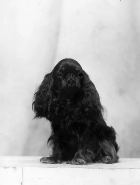 Framed Print : FALL  /  K. C. SPANIEL  /  1934