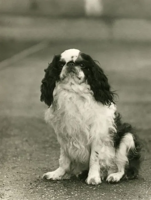 Framed Print : FALL / K. C. SPANIEL / 1938 Framed Print : FALL / K. C. SPANIEL / 1938
