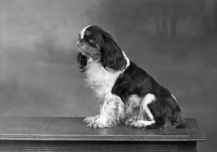 Framed Print : FALL  /  K. C. SPANIEL  /  1951