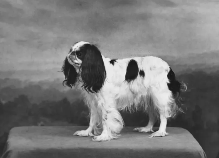 Framed Print : FALL / K. C. SPANIEL / 1955 Framed Print : FALL / K. C. SPANIEL / 1955