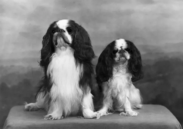 Framed Print : FALL / K. C. SPANIEL / 1955 Framed Print : FALL / K. C. SPANIEL / 1955